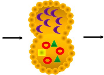 Ways to Boost Autophagy