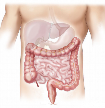 Foods That Cleanse Your Liver